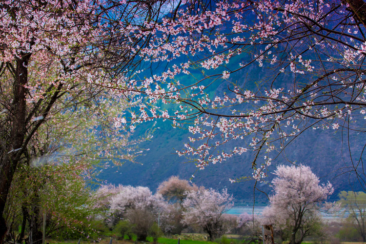 林芝桃花