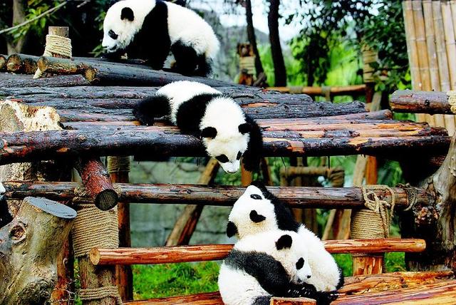 成都熊猫基地