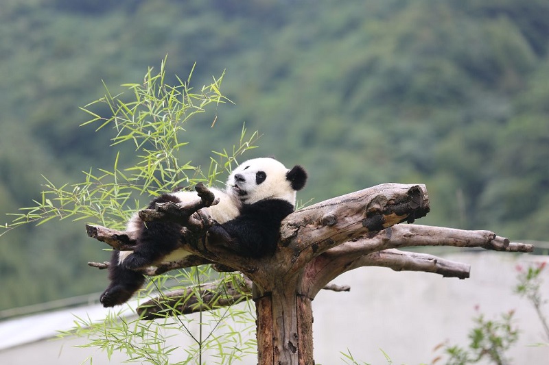 中秋成都租车自驾旅游去卧龙熊猫坪