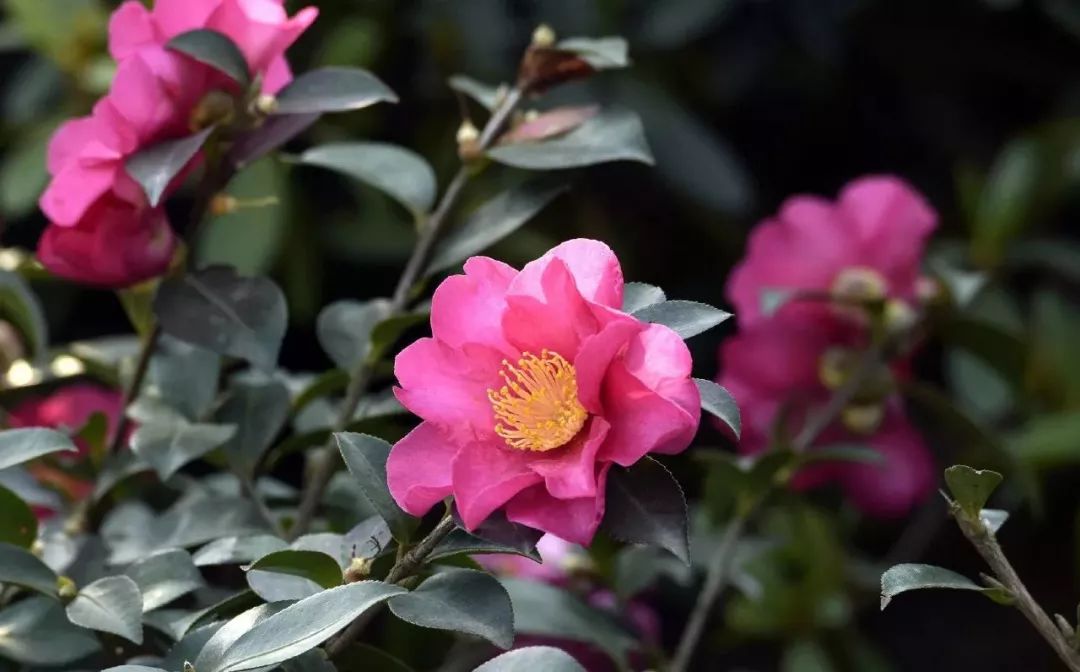 成都植物园山茶花.jpg